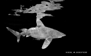 Oceanic Whitetip Shark reflecting by Ken Kiefer 